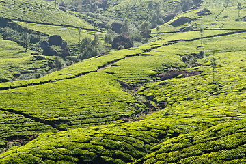 Image showing Tea plantations