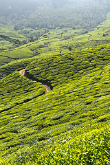 Image showing Tea plantations