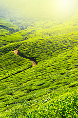 Image showing Tea plantations