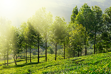 Image showing Tea plantations