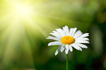 Image showing White chamomile in field