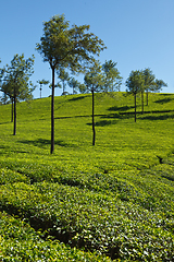 Image showing Tea plantations