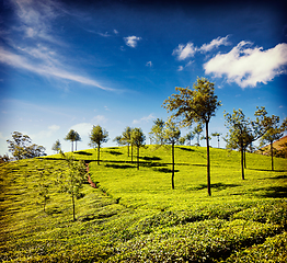 Image showing Tea plantations