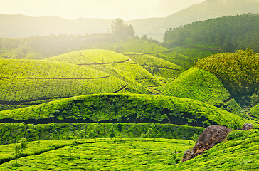 Image showing Tea plantations