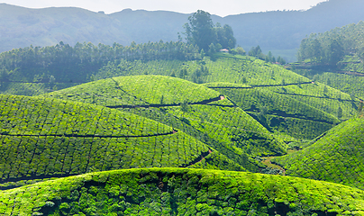 Image showing Tea plantations