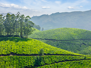 Image showing Tea plantations