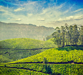 Image showing Tea plantations