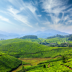 Image showing Tea plantations