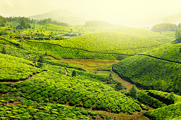 Image showing Tea plantations