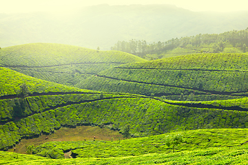 Image showing Tea plantations