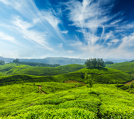 Image showing Tea plantations