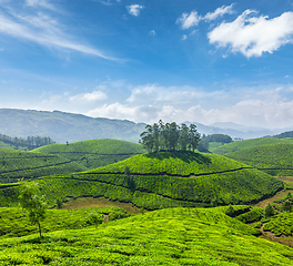 Image showing Tea plantations