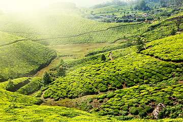 Image showing Tea plantations