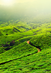 Image showing Tea plantations