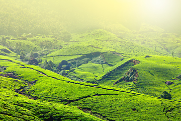 Image showing Tea plantations