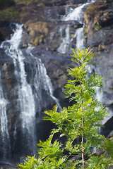 Image showing Tree on waterfall background