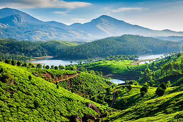 Image showing Tea plantations and river in hills. Kerala, India