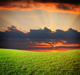 Image showing Sunset sun and field of green fresh grass under blue sky