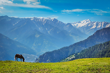 Image showing Horse in mountains. Himachal Pradesh, India