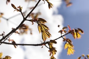 Image showing Details of maple