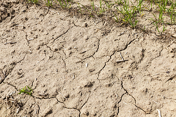 Image showing cracked soil