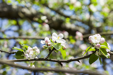 Image showing fruit tree flowers