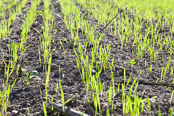 Image showing young wheat grass