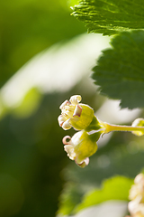 Image showing currant flower