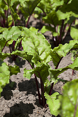 Image showing red beet field