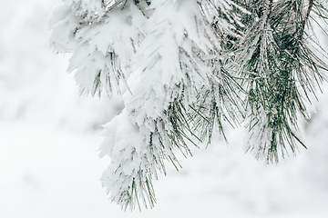 Image showing Pine tree branch closeup covered in fresh white snow