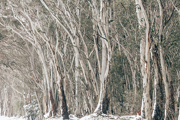 Image showing Gum trees in the snow