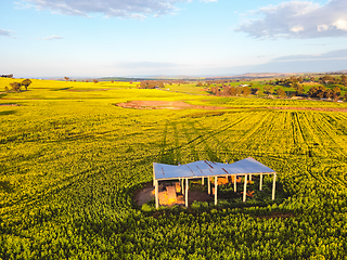 Image showing Rustic open barn standing in a field of canola rural NSW Austral