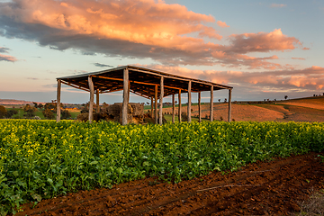 Image showing Warm sunrise colours over the ebautiful canola fields and hills