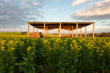 Image showing Looking through an open barn to canola fields in flower