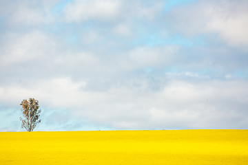 Image showing Sunshine on golden canola field with a single gum tree