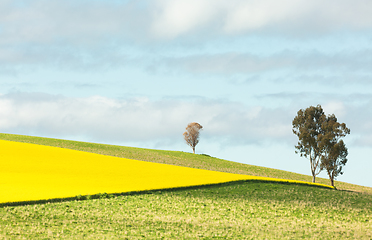 Image showing Canola landscape with gum trees