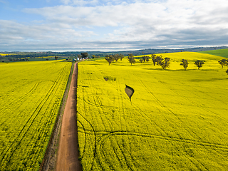 Image showing Canola farmlands in rural NSW Australia