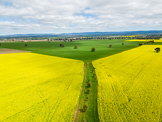 Image showing Fields of green and gold farming land of wheat and canola