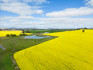 Image showing Aerial view of canola and grazing fields