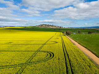 Image showing Beautiful green and gold fields of wheat and canola rural Austra