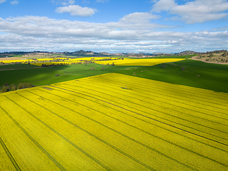 Image showing Canola fields and rolling hills countryside scenery