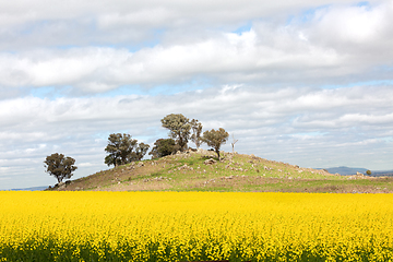 Image showing Canola field at the bottom on a small rocky hillside in rural Au