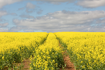 Image showing Tractor rows through canola fields