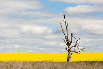 Image showing Old dead gum tree and a field of yellow canola in flower