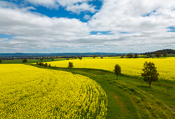 Image showing Farming fields blooming with golden yellow canola in spring