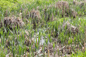 Image showing swamp, spring