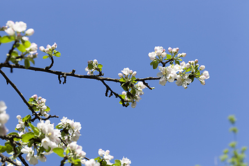 Image showing white flowers