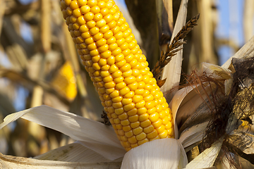 Image showing one open ear of corn