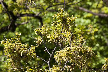 Image showing oak blossom