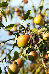 Image showing ripe whist apples